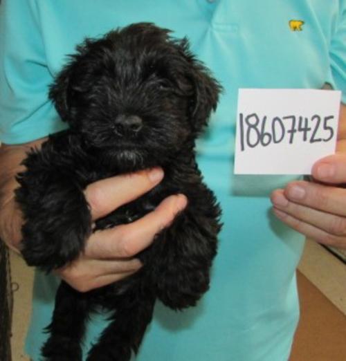 EBONY & GRIFFON born 5/3 go home 6/28/25